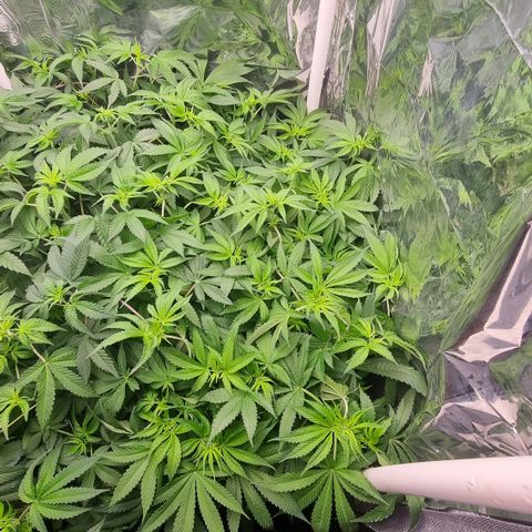Purple punch  growlog timeline photo