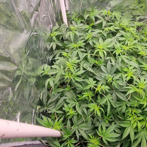 Mellon Kali's growlog timeline photo