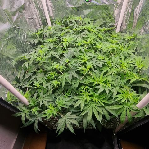 Mellon Kali's growlog timeline photo