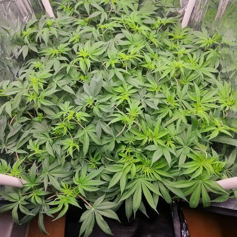Mellon Kali's growlog timeline photo