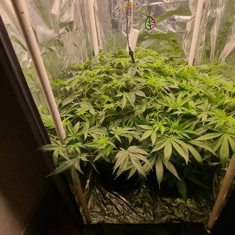 Mellon Kali's growlog timeline photo