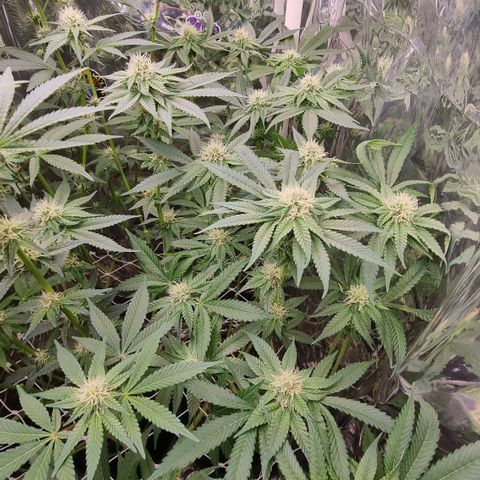 Purple punch  growlog timeline photo