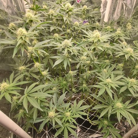 Mellon Kali's growlog timeline photo