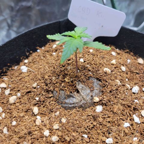 CBD Kush growlog timeline photo