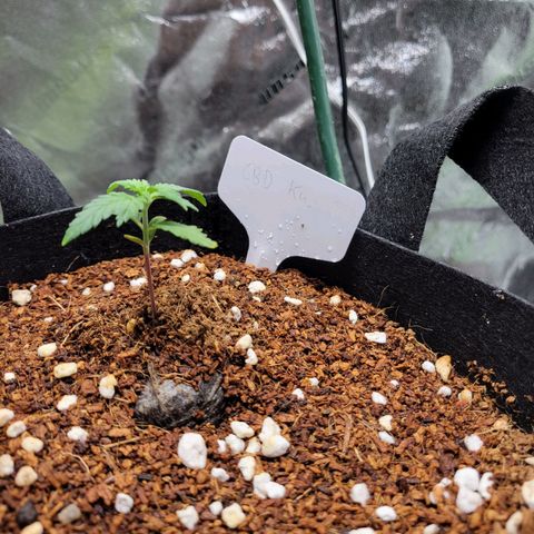 CBD Kush growlog photo: Watered and healthy