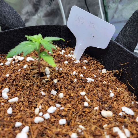 CBD Kush growlog timeline photo