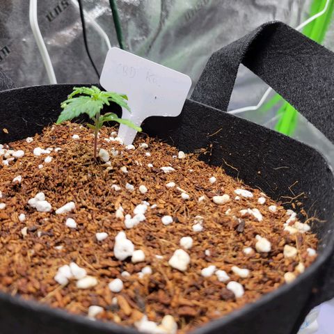 CBD Kush growlog photo: Humidifier was added last night, plant looks much healthier