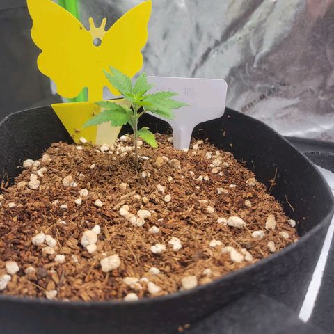 CBD Kush growlog timeline photo