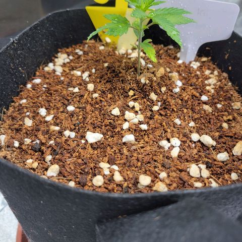 CBD Kush growlog timeline photo