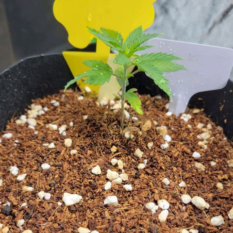 CBD Kush growlog timeline photo