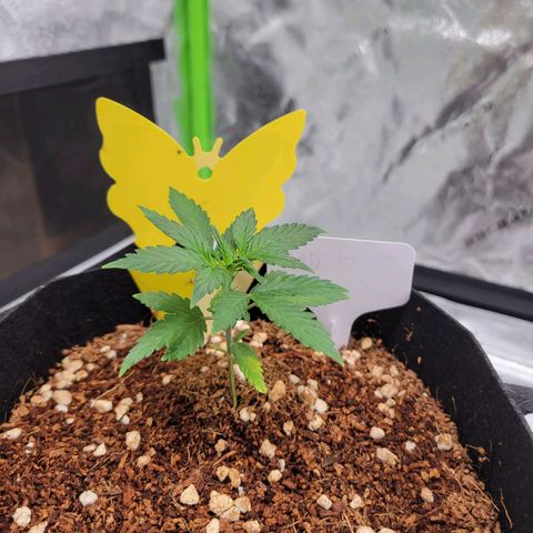 CBD Kush growlog timeline photo