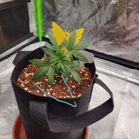 CBD Kush growlog timeline photo