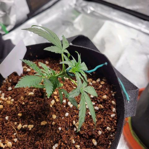 CBD Kush growlog photo: Bud sites are visible 