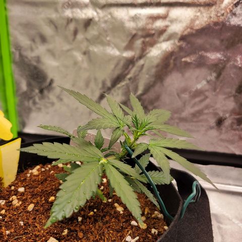 CBD Kush growlog timeline photo
