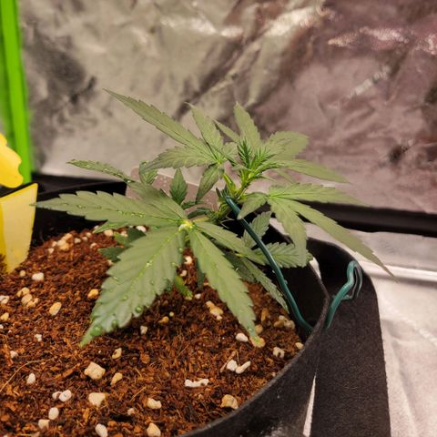 CBD Kush growlog timeline photo