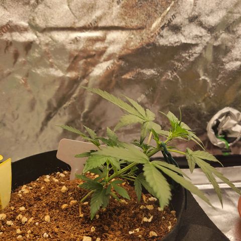 CBD Kush growlog timeline photo