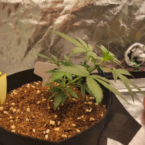 CBD Kush growlog timeline photo