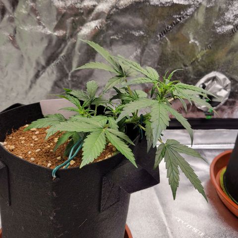 CBD Kush growlog timeline photo