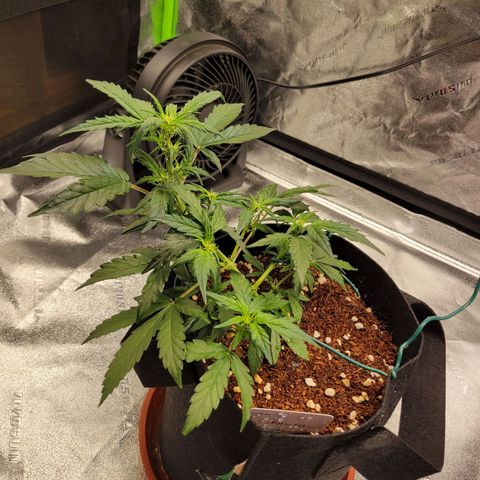 CBD Kush growlog timeline photo
