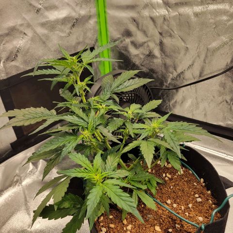 CBD Kush growlog timeline photo