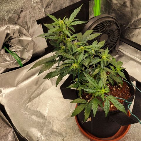 CBD Kush growlog timeline photo
