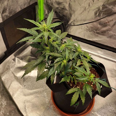 CBD Kush growlog timeline photo