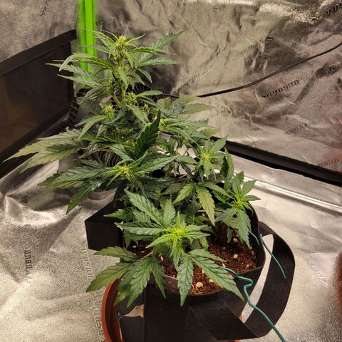 CBD Kush growlog timeline photo