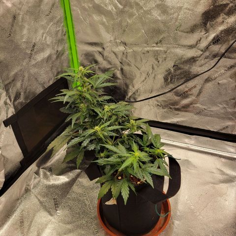CBD Kush growlog timeline photo