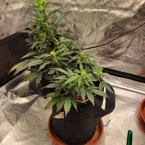 CBD Kush growlog timeline photo