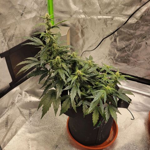 CBD Kush growlog timeline photo