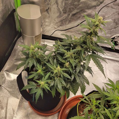 CBD Kush growlog timeline photo