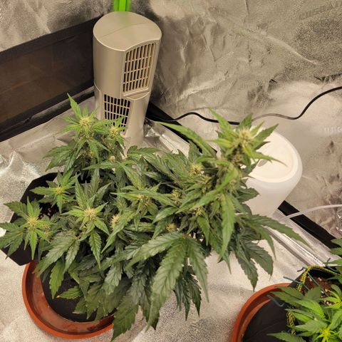 CBD Kush growlog timeline photo
