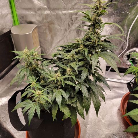 CBD Kush growlog timeline photo