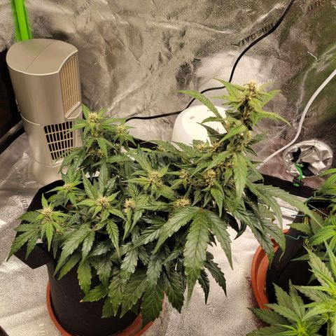 CBD Kush growlog timeline photo