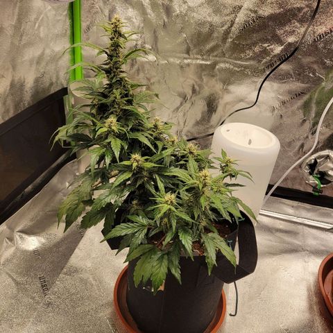 CBD Kush growlog timeline photo
