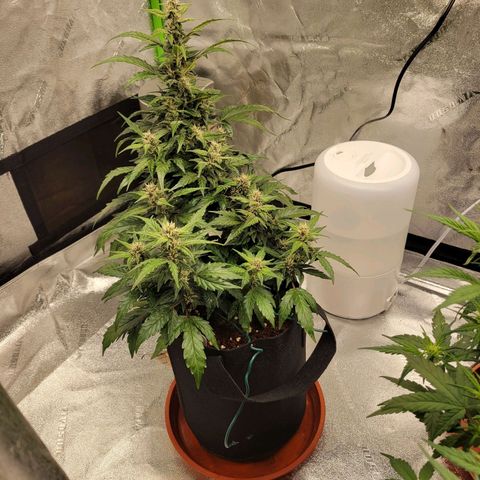 CBD Kush growlog timeline photo