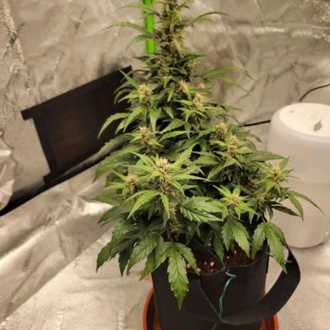 CBD Kush growlog timeline photo