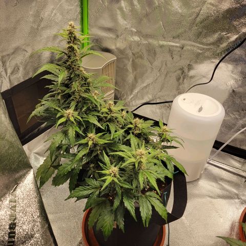 CBD Kush growlog timeline photo