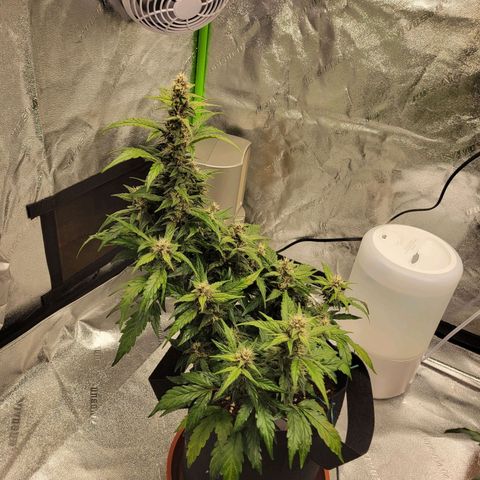 CBD Kush growlog timeline photo