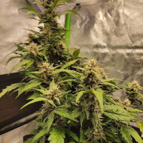 CBD Kush growlog timeline photo