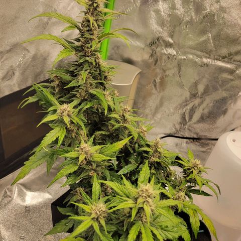 CBD Kush growlog timeline photo