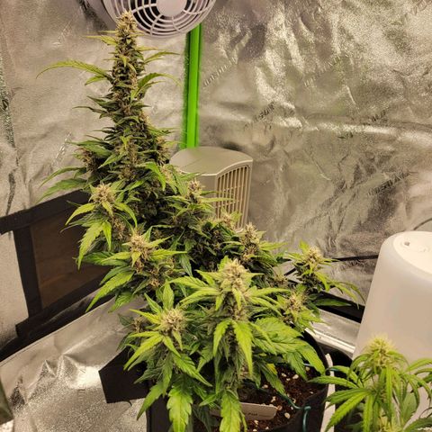 CBD Kush growlog timeline photo