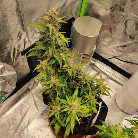 CBD Kush growlog timeline photo