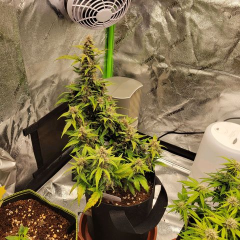 CBD Kush growlog timeline photo