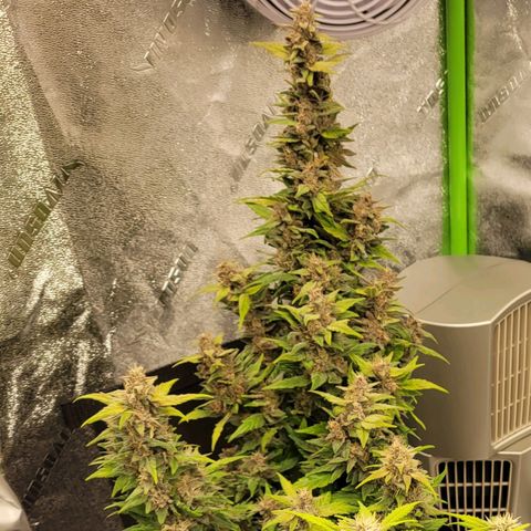 CBD Kush growlog timeline photo