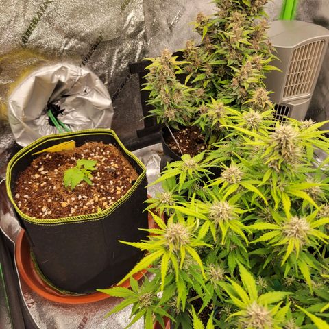 CBD Kush growlog photo: All are trimmed and watered. More wires on 2.0 and topped blue jack