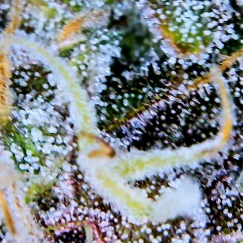 CBD Kush growlog photo: Tricombs
