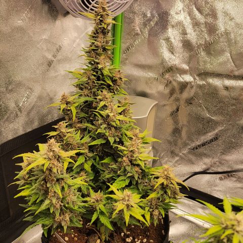 CBD Kush growlog timeline photo