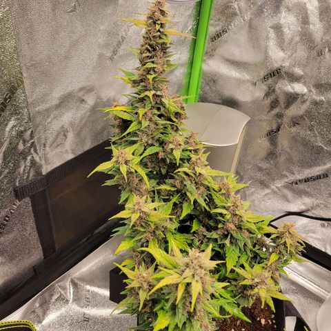 CBD Kush growlog timeline photo