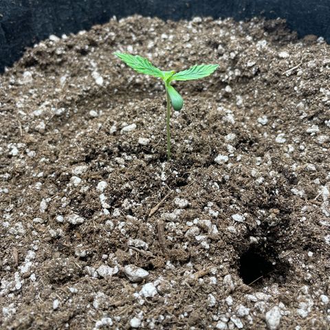 Wedding cake  growlog timeline photo